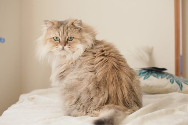天神にあるおすすめとっても可愛い猫カフェ、おすすめ4選!のサムネイル画像